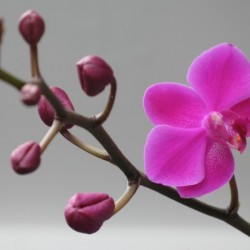 Orchid 01